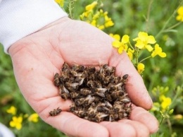 ЧП на Днепропетровщине: в регионе массово мрут пчелы