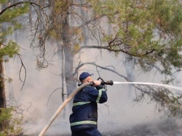 Готовы ли черниговские лесничества к лесным пожарам? Спасатели проверяли