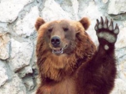 Медвежий маникюр: в KyivZoo проверили здоровье гималайским медведям