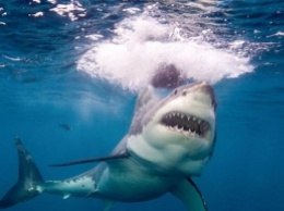 Кровавый бой двух акул запечатлели на видео