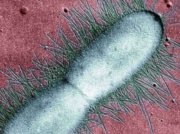 Ученые засняли процесс получения бактериями устойчивости к антибиотикам