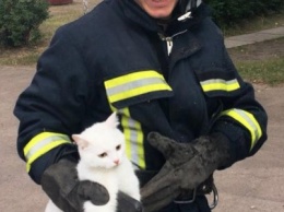 Из жизни спасателей: в Каменском помогали коту