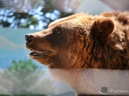 Бассейн и праздничный пир: как медведи в Одесском зоопарке отметили новоселье. Фоторепортаж