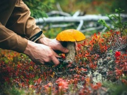 В Госпродпотребслужбе прокомментировали массовое отравление грибами на ЛуганщинеЭКСКЛЮЗИВ