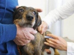 На территории Одесского аэропорта отловлено две бродячих собаки