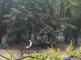 В Запорожье дерево рухнуло на детскую площадку, - ФОТО