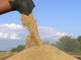 Из-за засухи Украина соберет меньше зерна