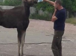 Под Киевом дикий лось пришел к людям, чтобы попить воды, - ФОТО