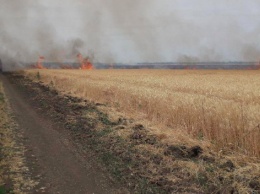 Фермеры несут убытки: спасатели ликвидировали два крупных возгорания на полях с пшеницей