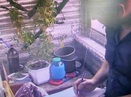 В Южноукраинске ранее судимый мужчина выращивал коноплю на балконе многоэтажного дома