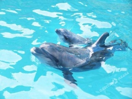 Во время выступления в одесском «Немо» родился дельфиненок (фото, видео)