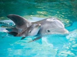 Посетители одесского дельфинария стали свидетелями рождения маленького дельфина (видео)