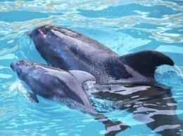 В одесском дельфинарии во время шоу родился дельфиненок (видео)