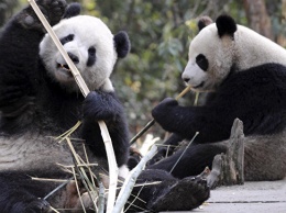 Палеогенетики впервые "воскресили" ДНК древней панды