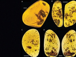 Ученые нашли останки лягушки возрастом 99 миллионов лет в куске янтаря