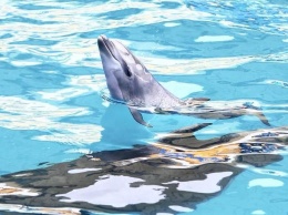 Внезапные роды в одесском дельфинарии: комментарий заведения