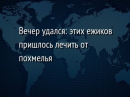 Вечер удался: этих ежиков пришлось лечить от похмелья