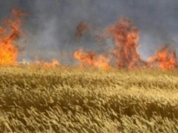 В Запорожской области пожар уничтожил почти 100 гектаров пшеничного поля