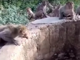 В Индии обезьяны помогли спасти леопарда (видео)
