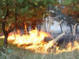 С начала года на Днепропетровщине произошло почти 1 тыс. пожаров в экосистемах