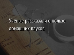 Ученые рассказали о пользе домашних пауков