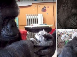 Умерла горилла Коко, которая умела общаться языком жестов