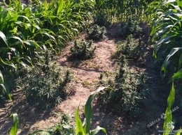 На кукурузном поле в Одесском регионе обнаружены кусты конопли (фото)