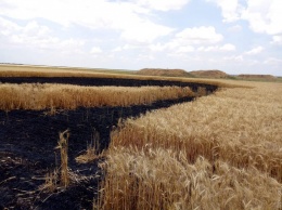 Криминальные разборки: депутату Одесского облсовета сожгли урожай пшеницы