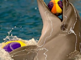 СМИ: в одесском дельфинарии дельфиниха утопила своего малыша, - ФОТО