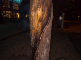 Пожар в Днепре: сотрудники ГСЧС тушили дерево