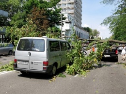 В Киеве под зданием Рады на проезжую часть упало дерево - повреждены несколько автомобилей (фото)