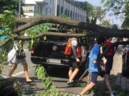 В Киеве возле Верховной Рады на машины внезапно рухнуло дерево: на Грушевского образовалась пробка
