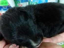 Полицейские Днепра спасли крохотного новорожденного щенка