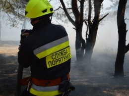 Пожарные Днепра потушили лесной пожар