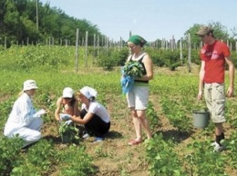 Почему украинцы больше не хотят работать на клубничных плантациях в Польше