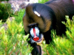 Притягательность самок бабуинов не зависит от габаритов их зада