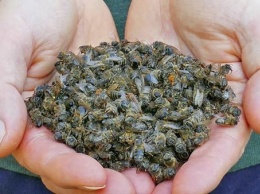Пчеловоды бьют тревогу: в регионе продолжают гибнуть пчелы