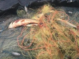 На Херсонщине браконьеры нанесли ущерб рыбхозу на 2 тысячи гривен
