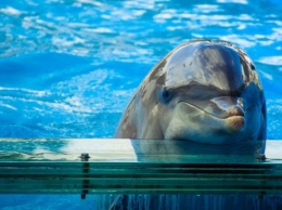 Зоозащитники будут пикетировать одесский дельфинарий