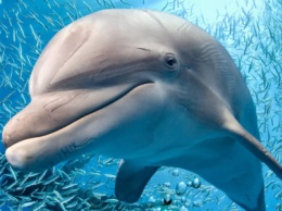 Одесский дельфинарий собираются пикетировать