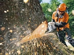 В Запорожье вырубят сотню деревьев