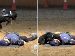 Испанские полицейские научили собаку реанимировать человека