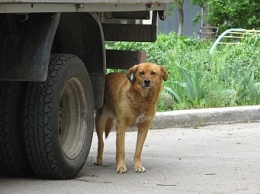 Сколько стоит стерилизовать домашнюю собаку и где делают такие операции в Бердянске?