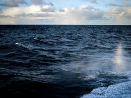 В WWF прокомментировали выводы ученых по климату в Баренцевом море