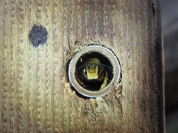 Ученые раскрыли главную причину загадочного вымирания пчел