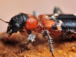 Яловщину будут спасать с помощью харьковских муравьежуков