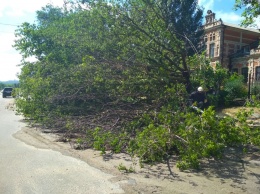 На Правом берегу из-за упавшего дерева без света осталась больница, на Хортице - профилакторий