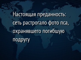 Настоящая преданность: сеть растрогало фото пса, охранявшего погибшую подругу