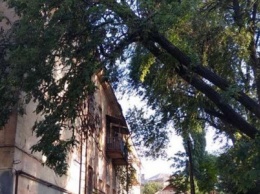 В Кривом Роге из-за ветра деревья рухнули на жилой дом и линию электропередач, - ФОТО