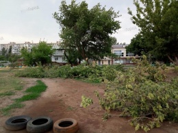 В Николаеве на стадионе ДЮСШ неизвестные пильщики «омолодили» дерево, а обрезанные ветки оставили на беговых дорожках